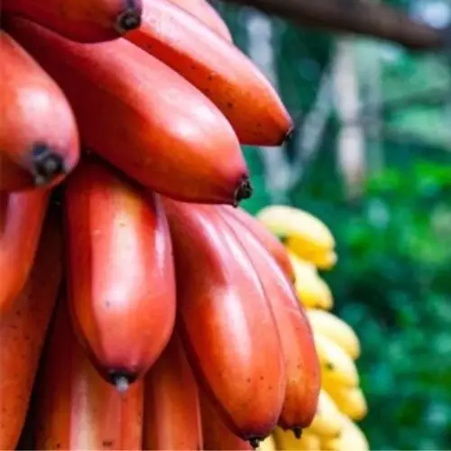 Red Banana