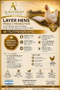 Laying Chickens Feed