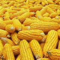 Whole and Cracked Corn