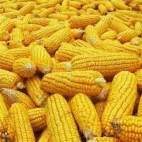 Whole and Cracked Corn