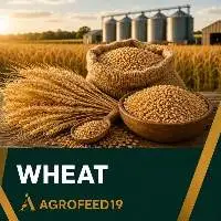 Wheat