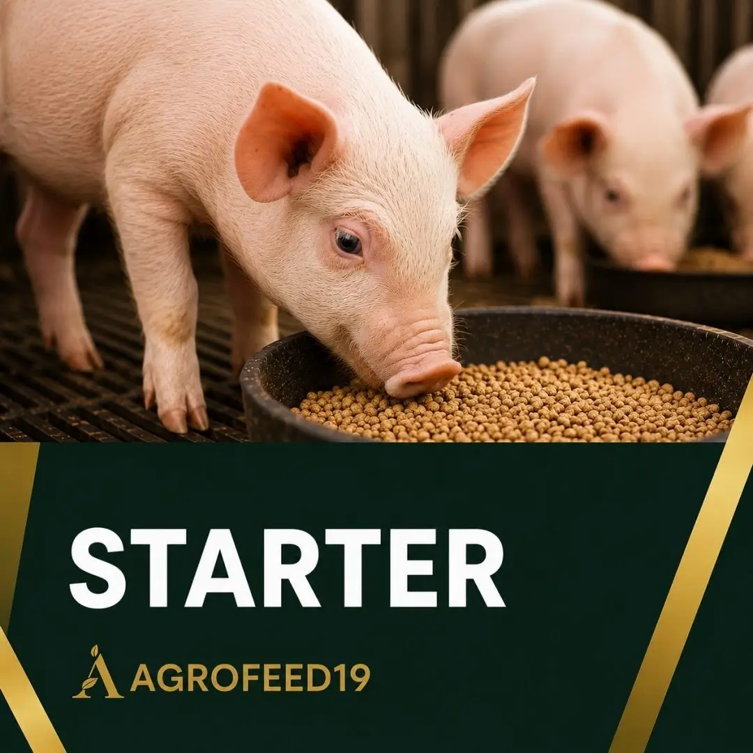 Starter Line