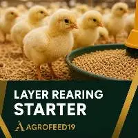 Layer Rearing Feed (Starter)