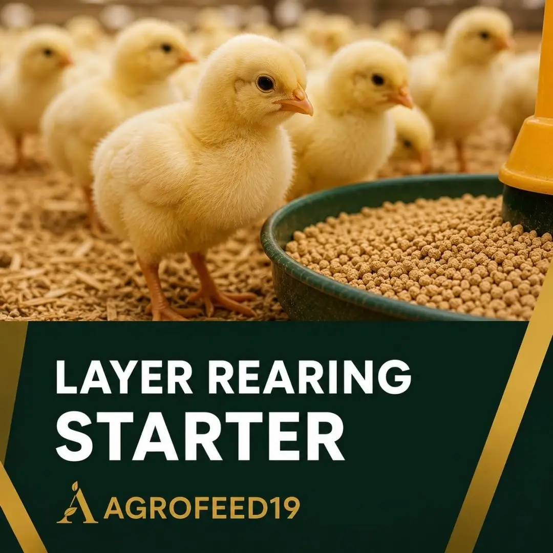 Layer Rearing Feed (Starter)