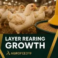 Layer Rearing Feed (Grower)