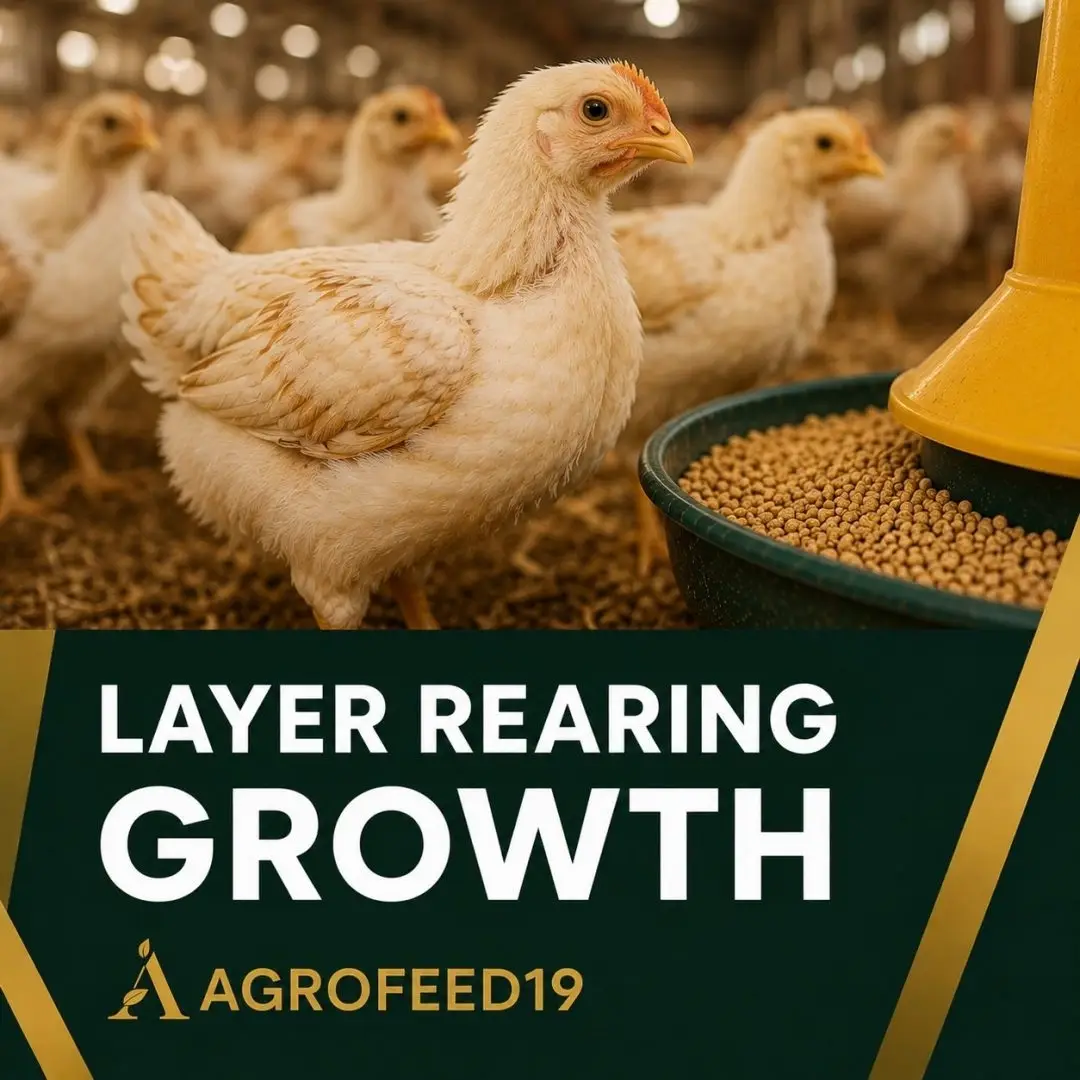 Layer Rearing Feed (Grower)