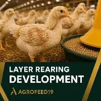 Layer Rearing Feed (Development)