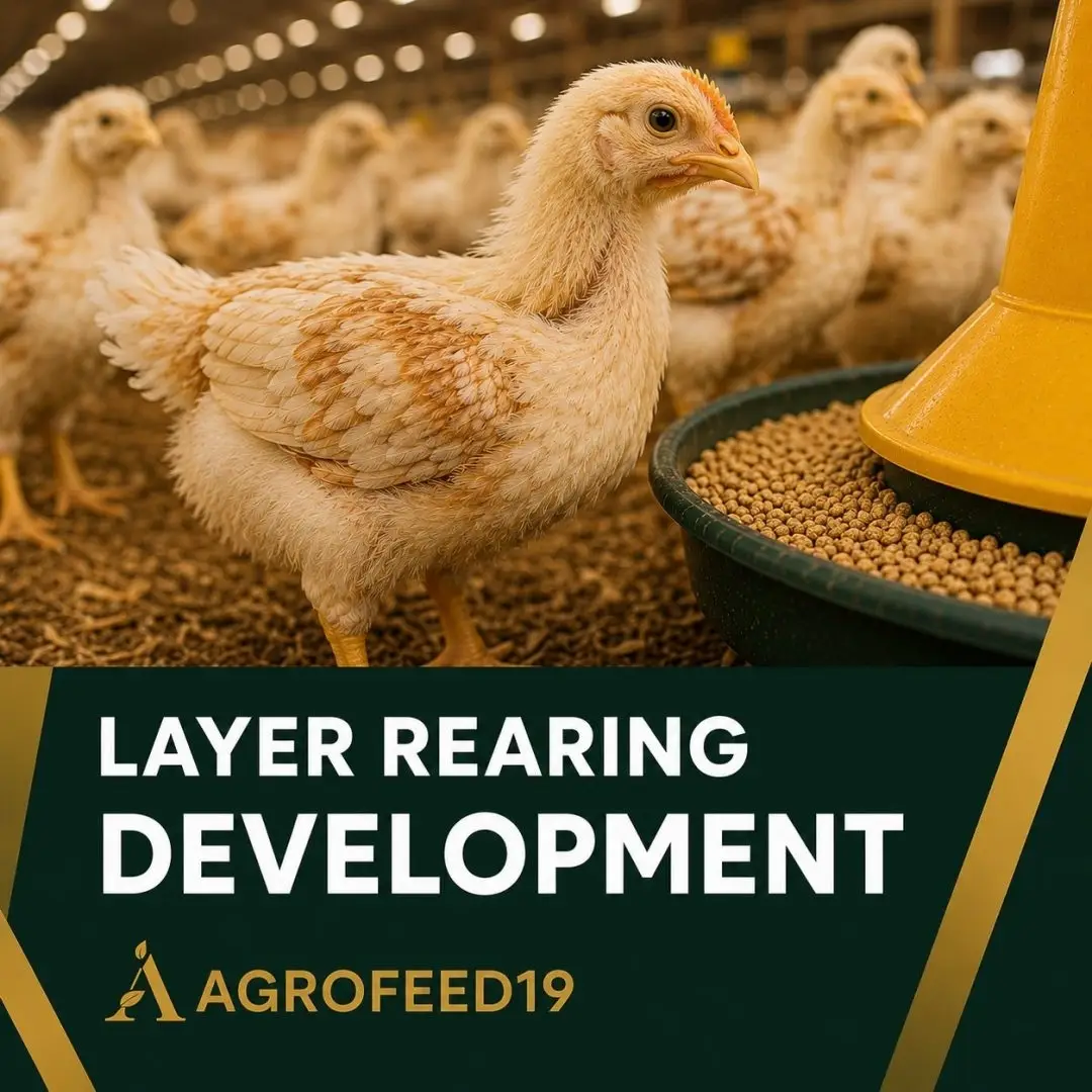 Layer Rearing Feed (Development)