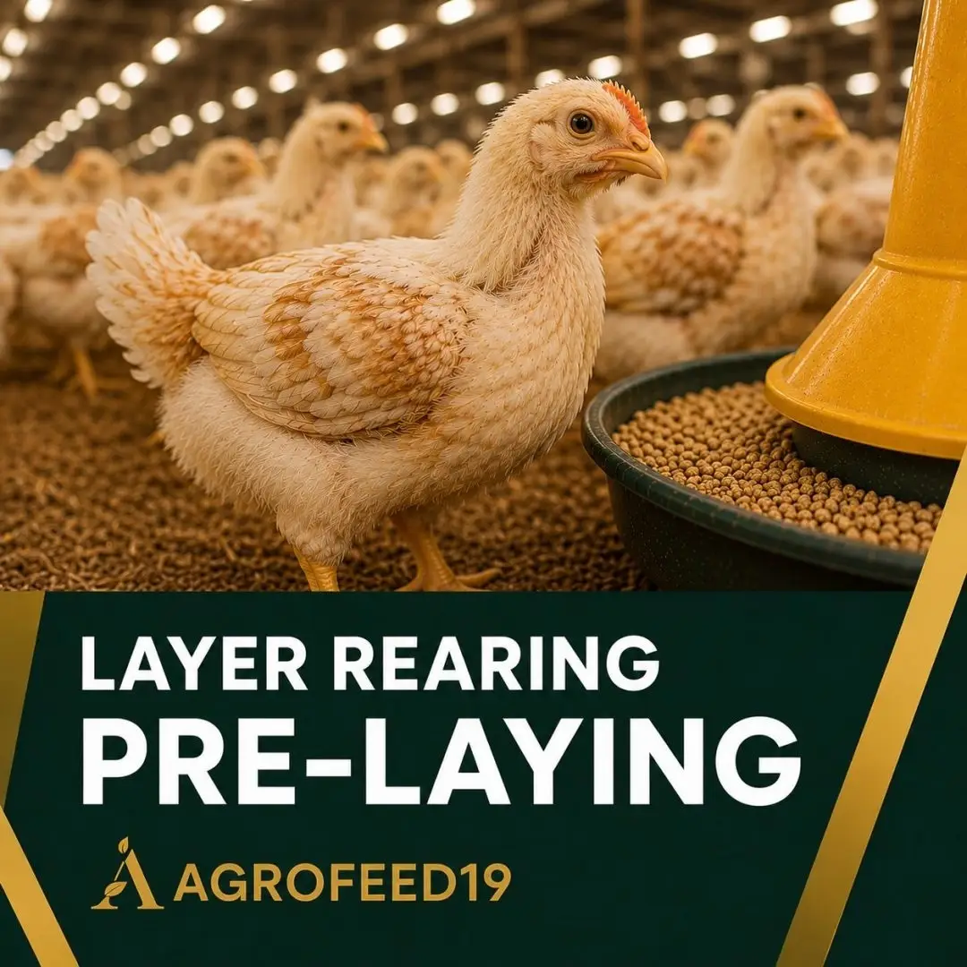 Layer Rearing Feed (Pre-Laying)