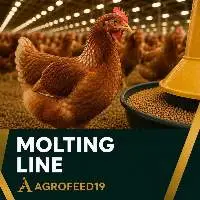 Molting Line