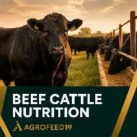 Early Weaning Feed