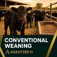 Conventional Weaning