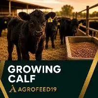 Growing Calf