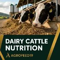 Dairy Cattle Nutrition