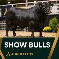 Show Bulls