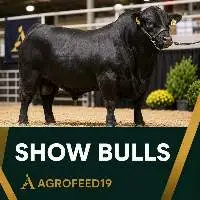 Show Bulls
