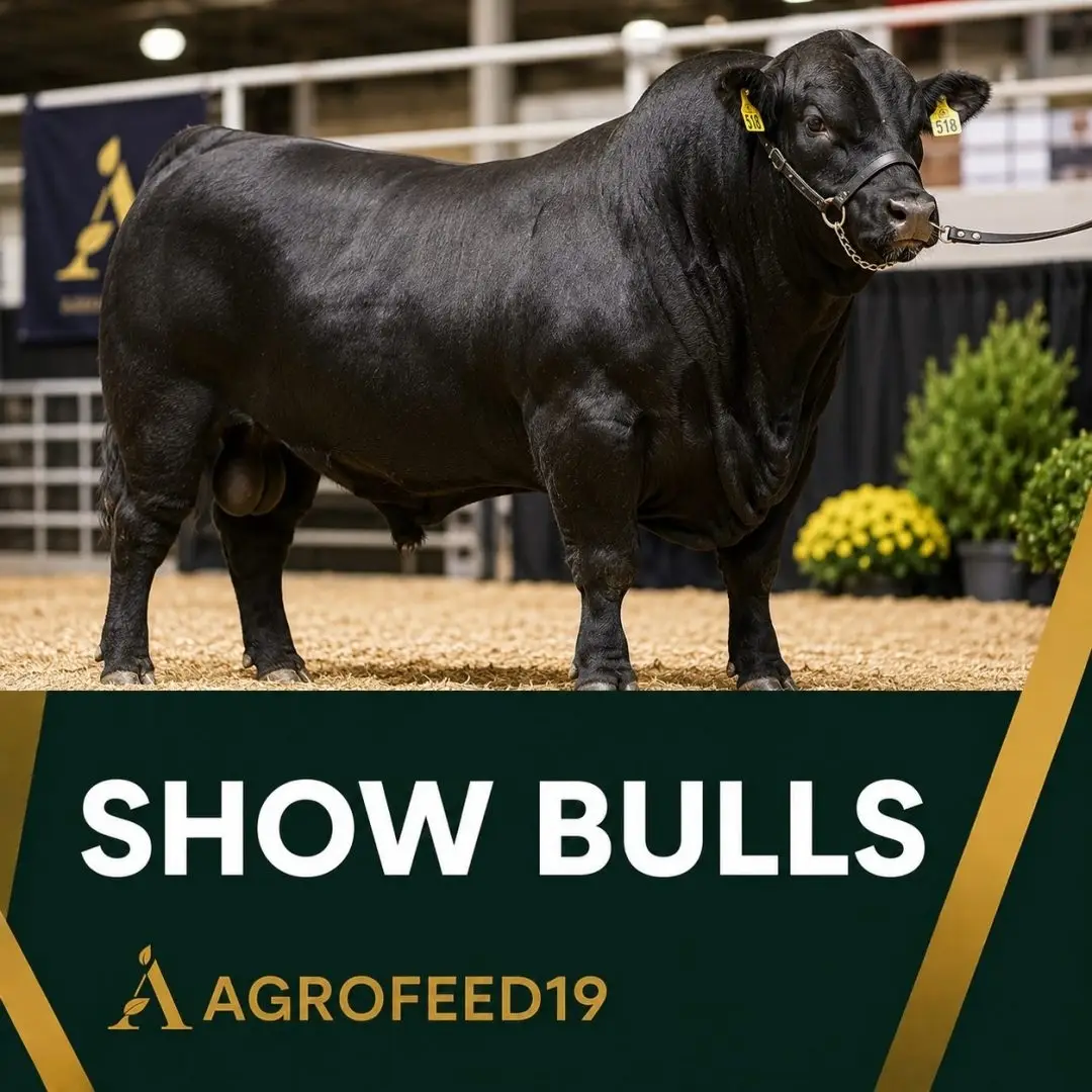 Show Bulls