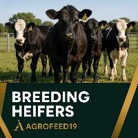 Breeding Heifers