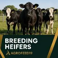 Breeding Heifers