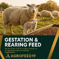 General Flock Feed