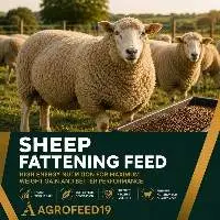 Sheep Fattening Feed