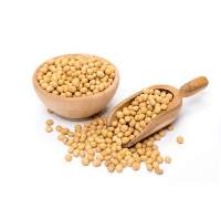 Soy Beans