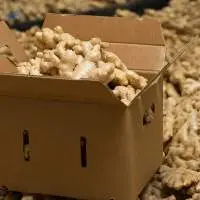Dry Ginger