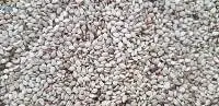 White Sesame