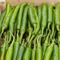 Fresh Green Chili