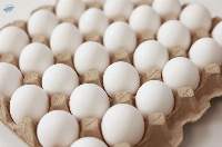 Fresh Table Eggs -white Shell