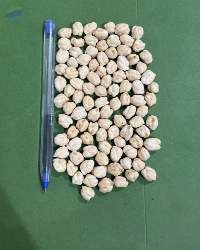 Kabulli Chickpea