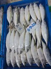 Sardine 4.6