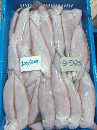 Sole Fish