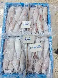 Squid