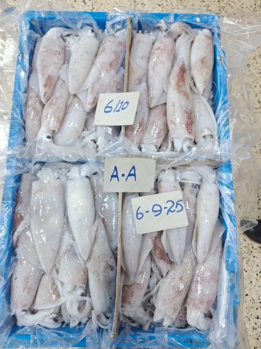 Squid