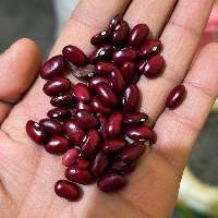 Premium Red Kidney Beans Rajma Dal