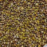 Premium Mung Beans for Export Use