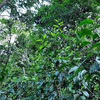 Premium Grade Organic Green & Black Tea