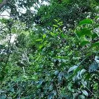 Premium Grade Organic Green & Black Tea