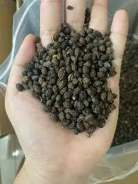Dried Papaya Seeds