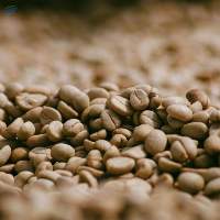 Green Arabica Coffee Beans