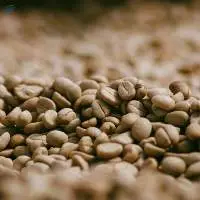 Green Arabica Coffee Beans