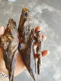 Agarwood