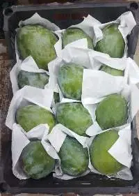 Fresh Mango