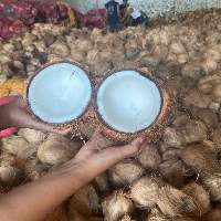 Semi Husked Coconut (Sulawesi)