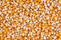 Maize (Yellow Corn)