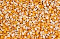 Maize (Yellow Corn)