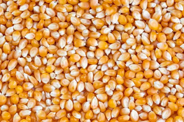Maize (Yellow Corn)