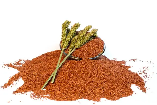 Finger Millet