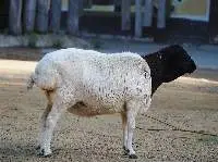 Live Sheep